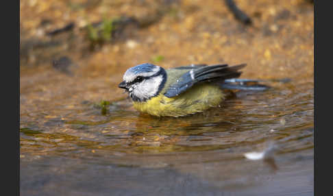 Blaumeise (Parus caeruleus)