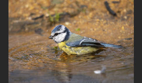 Blaumeise (Parus caeruleus)