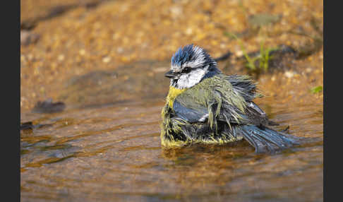 Blaumeise (Parus caeruleus)