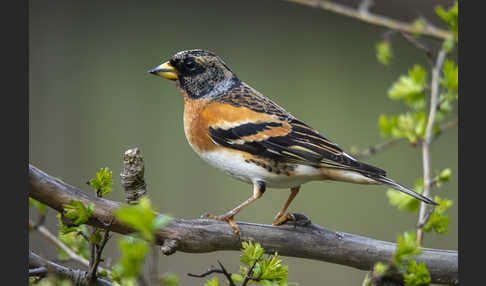 Bergfink (Fringilla montifringilla)