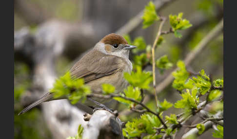 Mönchsgrasmücke (Sylvia atricapilla)