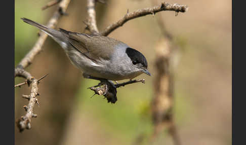 Mönchsgrasmücke (Sylvia atricapilla)