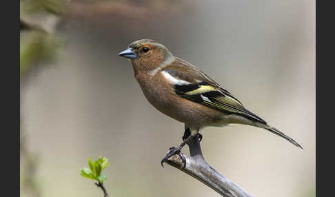 Buchfink (Fringilla coelebs)