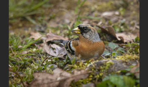 Bergfink (Fringilla montifringilla)