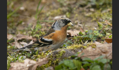 Bergfink (Fringilla montifringilla)