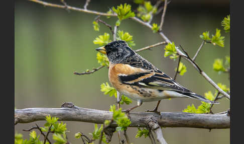 Bergfink (Fringilla montifringilla)