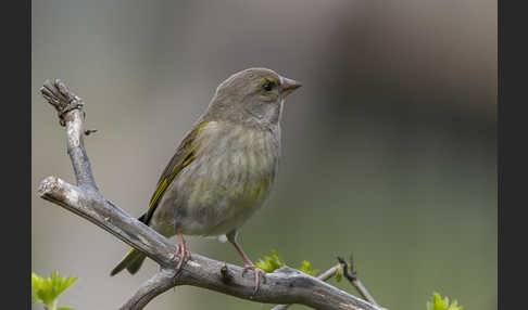 Grünfink (Carduelis chloris)