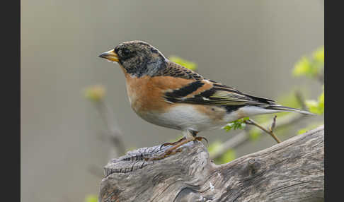 Bergfink (Fringilla montifringilla)