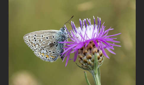 Gemeiner Bläuling (Polyommatus icarus)