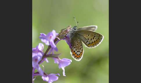 Idas-Bläuling (Plebejus idas)