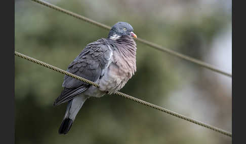 Ringeltaube (Columba palumbus)