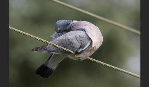 Ringeltaube (Columba palumbus)