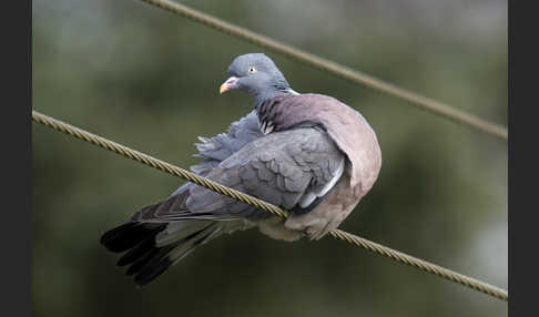 Ringeltaube (Columba palumbus)