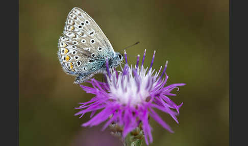 Gemeiner Bläuling (Polyommatus icarus)