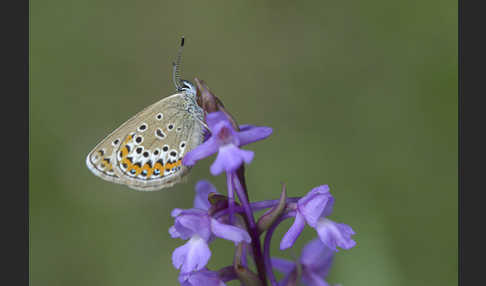 Idas-Bläuling (Plebejus idas)