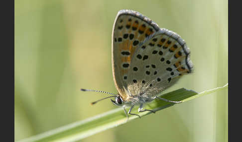 Schwefelvögelchen (Lycaena tityrus)