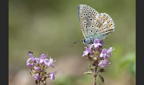 Gemeiner Bläuling (Polyommatus icarus)