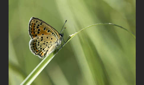 Schwefelvögelchen (Lycaena tityrus)