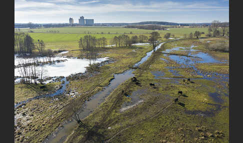 Wasserbüffel (Bubalus arnee)