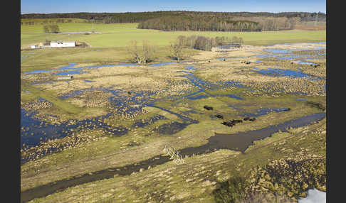 Wasserbüffel (Bubalus arnee)