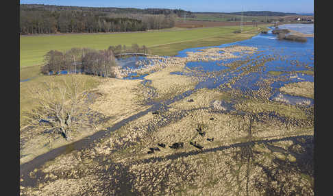 Wasserbüffel (Bubalus arnee)