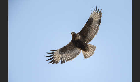 Hochlandbussard (Buteo hemilasius)