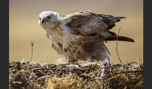 Hochlandbussard (Buteo hemilasius)