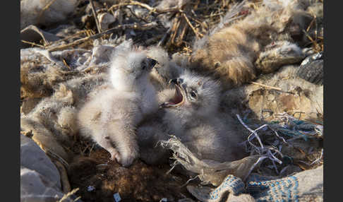 Hochlandbussard (Buteo hemilasius)