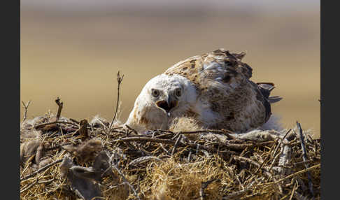 Hochlandbussard (Buteo hemilasius)