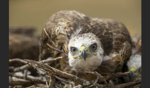 Hochlandbussard (Buteo hemilasius)