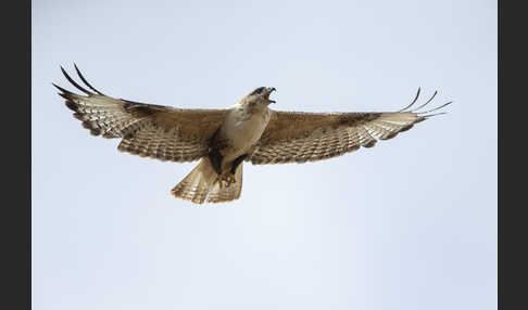 Hochlandbussard (Buteo hemilasius)