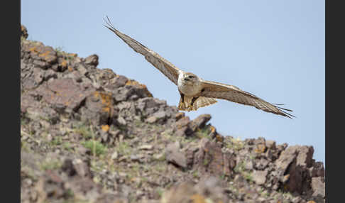 Hochlandbussard (Buteo hemilasius)