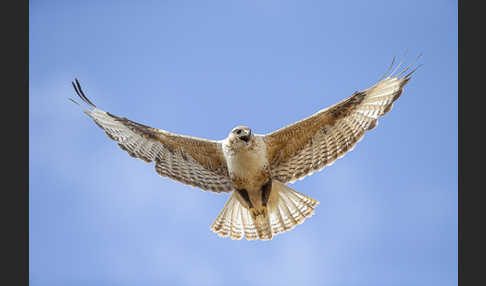 Hochlandbussard (Buteo hemilasius)