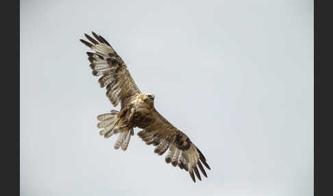 Hochlandbussard (Buteo hemilasius)