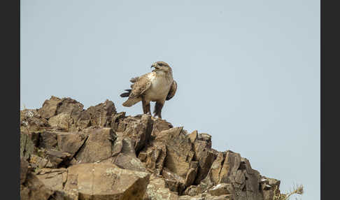 Hochlandbussard (Buteo hemilasius)