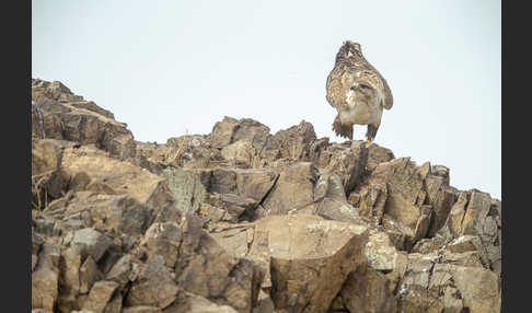 Hochlandbussard (Buteo hemilasius)