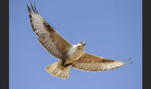 Hochlandbussard (Buteo hemilasius)