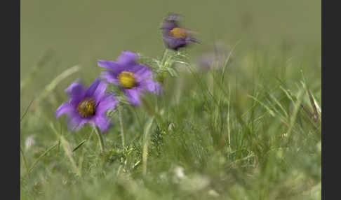 Kuhschelle spec (Pulsatilla tenuiloba)