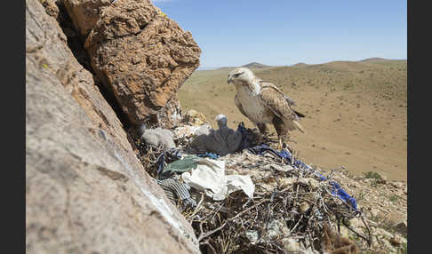 Hochlandbussard (Buteo hemilasius)