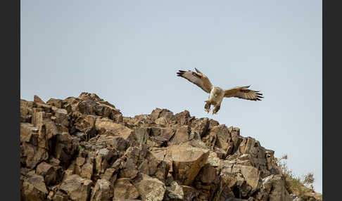 Hochlandbussard (Buteo hemilasius)