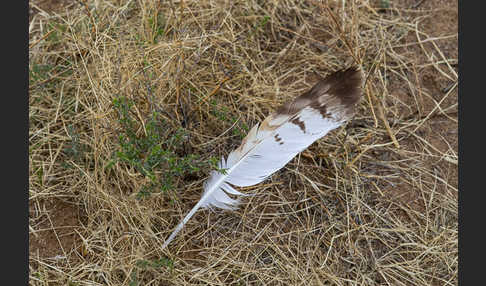 Hochlandbussard (Buteo hemilasius)