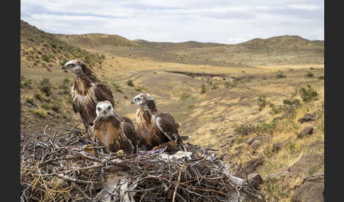 Hochlandbussard (Buteo hemilasius)