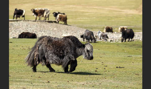 Yak (Bos mutus)