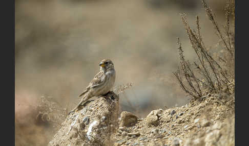 Steinsperling (Petronia petronia)