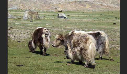 Yak (Bos mutus)