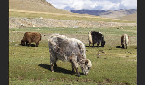 Yak (Bos mutus)