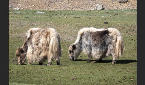 Yak (Bos mutus)