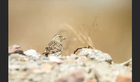 Steinsperling (Petronia petronia)