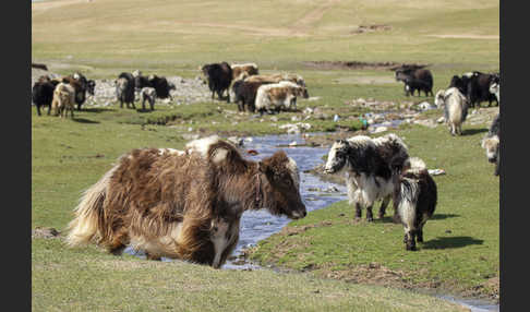 Yak (Bos mutus)