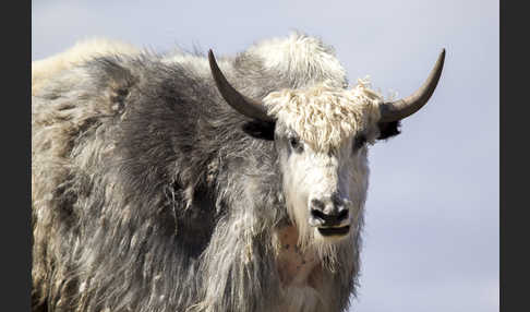 Yak (Bos mutus)